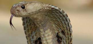 La Police Find House Full Of Venomous Snakes And Pool Full Of Alligators Snake Facts Deadly Animals Indian Cobra