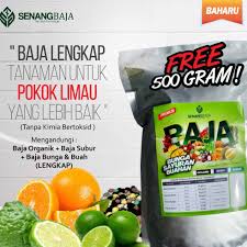 Bagaiamanakah cara tanam limau kasturi yang betul? Pokok Limau Mandarin Kecil