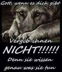 Katzen Katzenaugen Sussekatzen In 2020 Spruche Tiere Zitate Tiere Hund Zitat