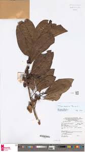 Image result for Phacelurus gabonensis