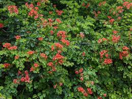 Image result for Bauhinia galpinii