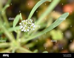 Image result for Corrigiola