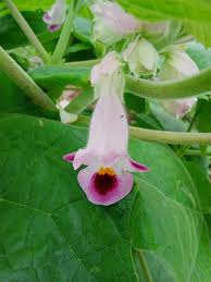 Image result for Fimbristylis scabrida