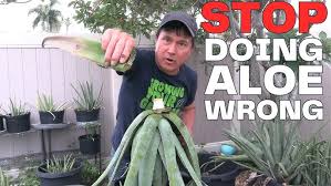 Image result for Aloe christianii
