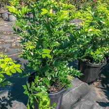 Image result for Murraya