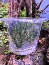 Image result for Pearsonia uniflora
