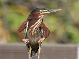 Gallery Of Birds With Human Arms Photoshopped Animals Funny Birds Weird Animals