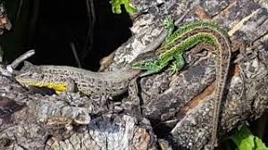 Wer naturgärten den häufig favorisierten ziergärten den vorzug gibt, wird nicht selten mit dem vermehrten ansiedeln von nützlingen im garten belohnt. Eidechsen Im Garten 2017 Youtube