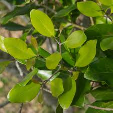 Image result for Olea capensis