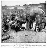 Cette guerre a t particulirement meurtrire : Les Animaux Et La Guerre