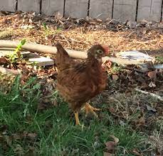 Even at six weeks old, in both photos you can clearly see the hen's comb (on the left) is much smaller and paler than her brother's (on the right). Hen Or Rooster The Trouble With Urban Roosters The Way Homestead