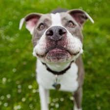 1,966 pet sitting company jobs available on indeed.com. Home The Animal Nanny