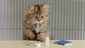 # laughing # thank you # thanks # thankyou. Top 30 Thank U Cat Gifs Find The Best Gif On Gfycat