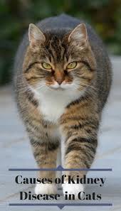 Weight loss and appetite change. A Guide To Kidney Disease In Cats Pbs Pet Travel