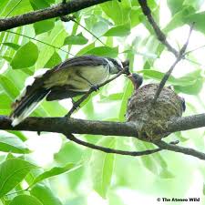 Image result for Nidorella burundiensis