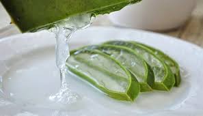 Aloe Veranin Faydalari Saymakla Bitmiyor Bu Detaylari Ilk Kez Goreceksiniz Radyasyon Hasari Aloe Saglikli Spor Aktiviteleri Saglikli