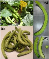 Image result for Cucumis ficifolius