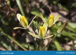 Image result for Albuca setosa