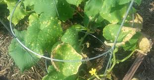 Yellowing Leaves And Brown Spots On Cucumber Plants Cucumber Plant Growing Green Beans Plant Leaves Turning Yellow