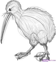 How To Draw A Kiwi Bird Drawings Bird Illustration Kiwi Bird