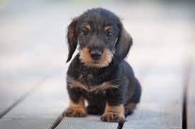 Potty training's influenced by training style, temperament, or personality style. How Do You Potty Train A Dachshund I Love Dachshunds