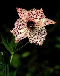 Image result for Liliaceae