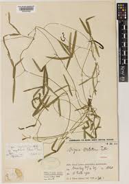 Image result for Dolichos angustifolius