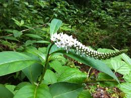 Image result for Lysimachia barbata