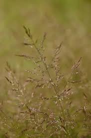 Image result for Agrostis continuata