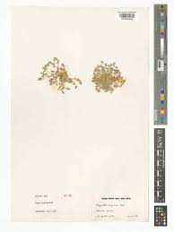 Image result for Trigonella anguina