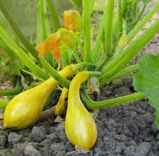 Yellow squash, which is sometimes known as summer squash, is a great substitution for zucchini. Early Yellow Crookneck Squash
