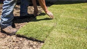 We did not find results for: 5 Best Fertilizer For Zoysia Grass Choices In 2021 Guide Reviews