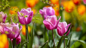 Check spelling or type a new query. May Gardening Guide And Garden Tasks The Oxford Magazine