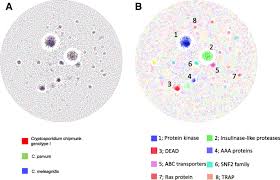 Cryptosporidium, sometimes informally called crypto, is a genus of apicomplexan parasitic alveolates that can cause a respiratory and gastrointestinal illness (cryptosporidiosis) that primarily involves watery diarrhea (intestinal cryptosporidiosis) with or without a persistent cough (respiratory cryptosporidiosis). Comparative Analysis Reveals Conservation In Genome Organization Among Intestinal Cryptosporidium Species And Sequence Divergence In Potential Secreted Pathogenesis Determinants Among Major Human Infecting Species Bmc Genomics Full Text