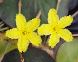 Image result for Nymphoides senegalensis
