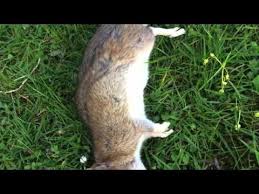 Ratten Im Garten Bekampfung Youtube Mit Bildern Gartenstuhle Sitzauflagen Garten