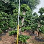 Ficus Microcarpa Ficus S Shape Middle Size Ficus Bonsai ...
