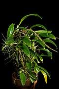 Image result for Bulbophyllum comatum