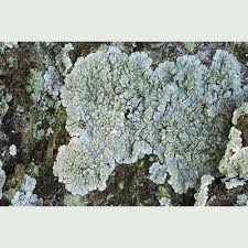 Image result for Diplocyclos tenuis