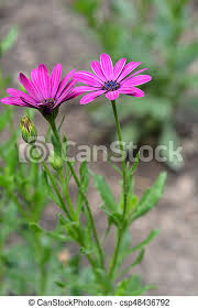 Indigenous flowers of south africa these pictures of this page are about:south african flowers names. Close Up Of A Pink South African Daisy Flower Latin Name Osteospermum Canstock