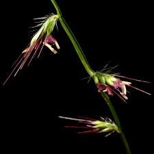 Image result for Oplismenus undulatifolius