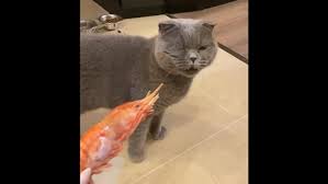 Cat hates shrimp so much that it gags at the sight of it. Watch | Trending  - Hindustan Times