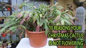 Department of agriculture plant hardiness zones 10 through 12. Why Your Christmas Cactus Goes Limp After Flowering Schlumbergera Rhipsalidopsis Hatiora Youtube