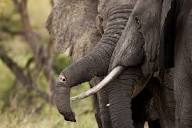 DNA From Elephant Dung, Tusks Reveals Poaching Hot Spots