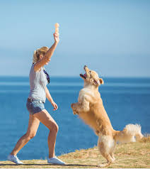 Four paws animal hospital is an aaha accredited veterinary clinic that provides comprehensive services for your pet. Veterinarian In Duffield Va 4 Paws Veterinary Hospital