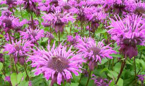 Plante qui repousse les gu?pes. Plantes Anti Moustique Anti Guepe A Avoir Dans Le Jardin