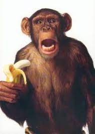 Where My Banana Eating Jungle Monkeys At Monkey Pictures Monkey Chimp