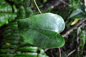 Image result for Smilax anceps