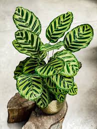 Planta Natural Calathea Makoyana C Vaso Latao Douradomedidas Planta 65cm Altura Vaso 24cm Altura Periodo In 2020 Calathea Plant Alocasia Plant House Plants