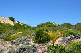 Image result for Croton inhambanensis